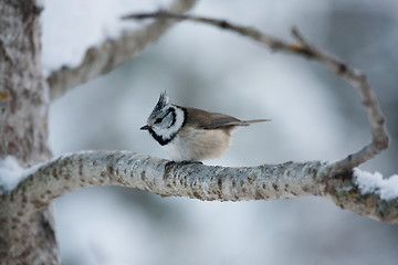 Image showing Crested tit