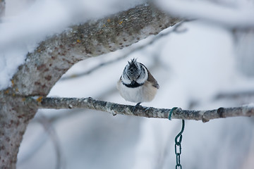 Image showing Crested tit