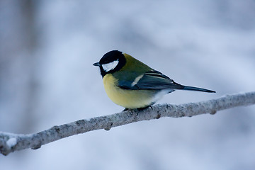 Image showing Great tit