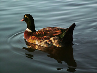 Image showing goose