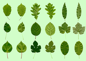 Image showing Leaves collage