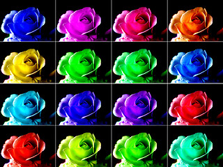 Image showing Popart roses