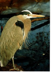 Image showing heron