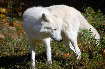 Image showing Arctic Wolf