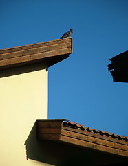 Image showing Pigeon on a  roof