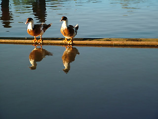 Image showing ducks