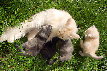 Image showing mother cat with kittens