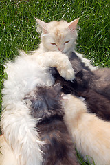 Image showing mother cat and kittens