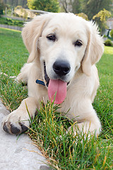 Image showing young retriever golden dig