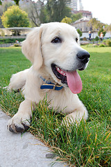 Image showing young retriever golden puppy