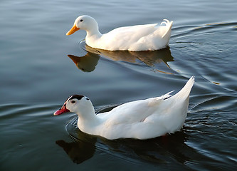 Image showing Two ducks