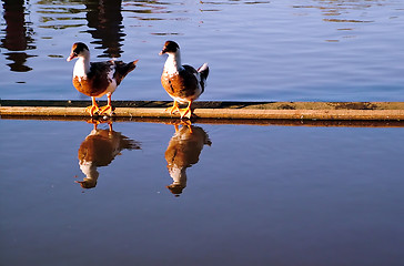 Image showing ducks