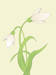 Image showing common snowdrop