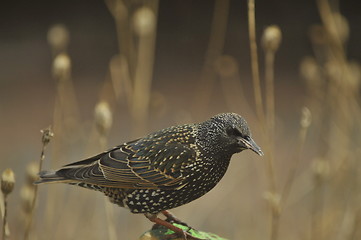 Image showing starling