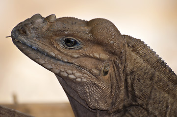 Image showing Rhinoceros Iguana, Cyclura Cornuta.