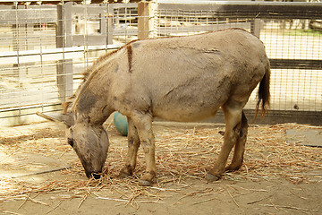 Image showing A donkey in the zoo