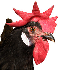 Image showing Red Combed Rooster
