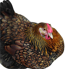 Image showing Golden Wyandotte Hen Sitting