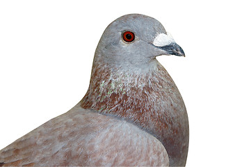 Image showing Homing Pigeon