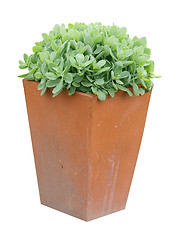 Image showing Garden Planter with succulent plant 