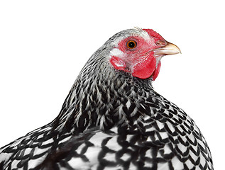 Image showing Plymouth Rock Hen
