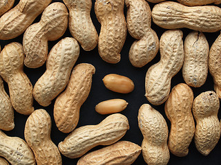 Image showing Peanut