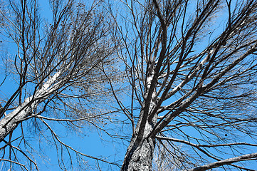 Image showing Forest fire aftermath