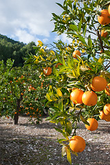 Image showing Orange tree