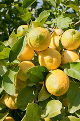 Image showing Lemon tree