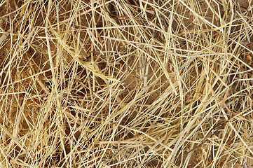 Image showing Detail of dry grass hay background