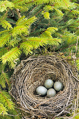 Image showing Detail of blackbird eggs in nest