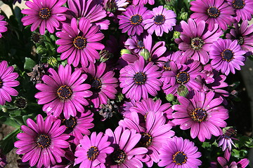 Image showing Lilac  marguerites