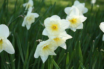 Image showing White daffodils