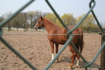 Image showing Brown horse