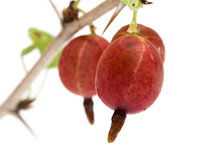 Image showing Gooseberries.
