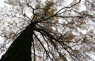 Image showing Autumn tree