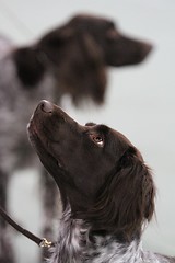 Image showing Two dogs at a dog show