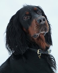 Image showing Gordon setter