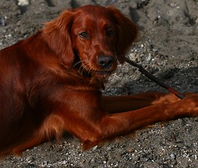 Image showing Irish setter