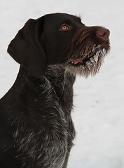 Image showing Dog with an icy beard