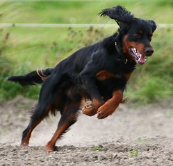 Image showing Gordon setter running