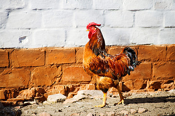 Image showing cock