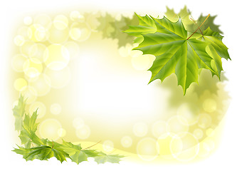 Image showing leaves maple