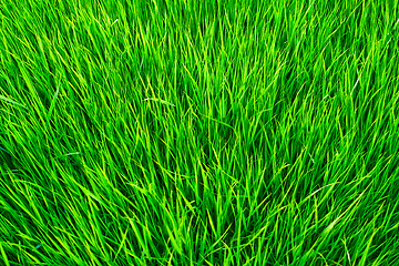 Image showing Grass