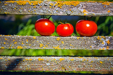 Image showing three ripe tomatoes
