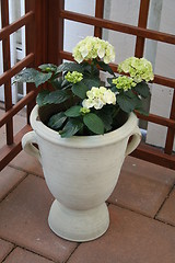 Image showing Hydrangea