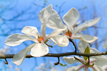 Image showing Magnolia