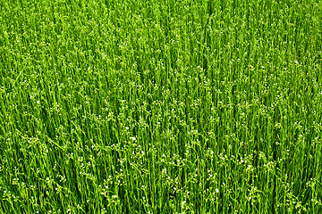 Image showing Grass