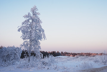 Image showing lone trees covered with winter snow