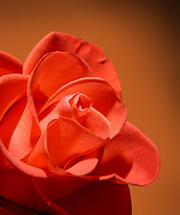 Image showing Beautiful red rose macro on brown background